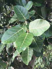 Ficus