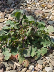 Sonchus oleraceus