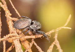 Sibianor aurocinctus