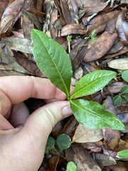 Pseudelephantopus spicatus