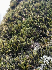 Bryophyta