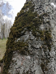 Bryophyta