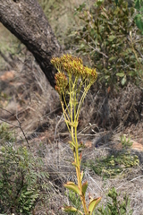 Kalanchoe paniculata