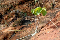 Ficus abutilifolia