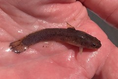 Noturus leptacanthus