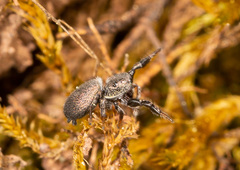 Sibianor aurocinctus