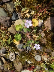 Geranium molle