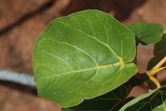 Ficus abutilifolia