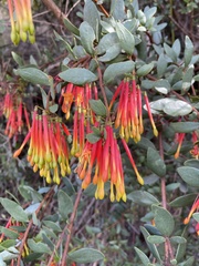 Tristerix penduliflorus