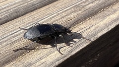 Licinus aequatus