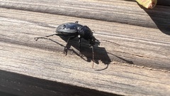 Licinus aequatus