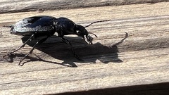 Licinus aequatus