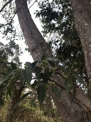 Ficus