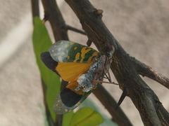 Entomophthoraceae