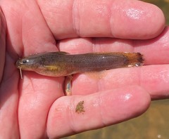 Noturus leptacanthus