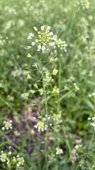 Capsella bursa-pastoris