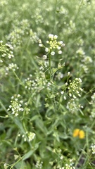 Capsella bursa-pastoris