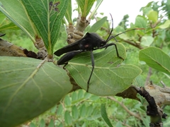 Anoplocnemis curvipes