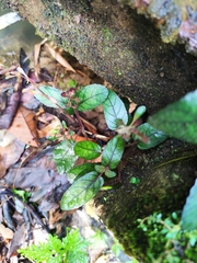 Strobilanthes reptans