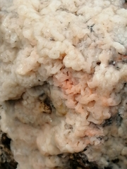 Fungi