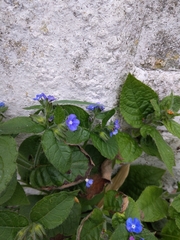 Pentaglottis sempervirens