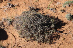 Melolobium candicans