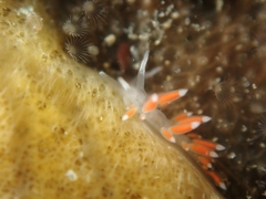 Coryphellina albomarginata