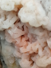 Fungi