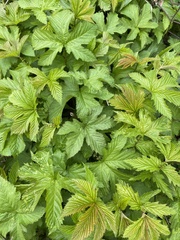 Filipendula rubra