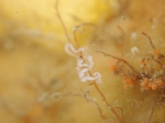 Coryphellina albomarginata