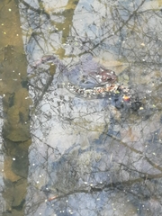 Rana temporaria