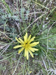 Pseudopodospermum molle