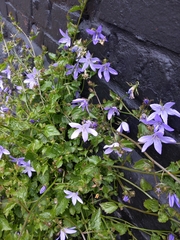 Campanula poscharskyana