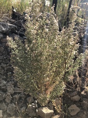 Laennecia