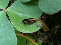 Nerophilus californicus