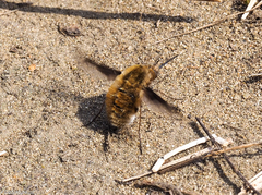 Bombylius major