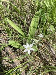 Ornithogalum orthophyllum