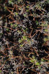 Melolobium candicans