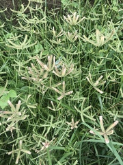 Poaceae
