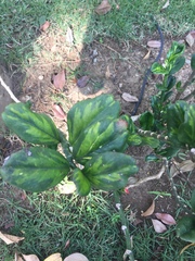 Magnoliopsida
