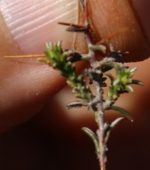 Melolobium candicans