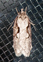 Semioscopis packardella