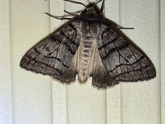 Liometopa rectilinea