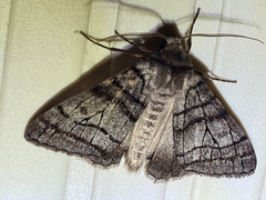 Liometopa rectilinea