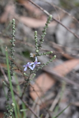 Olearia lanuginosa