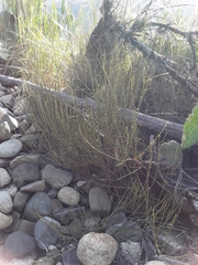 Ephedra americana
