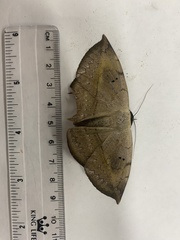 Hypopyra ossigeroides