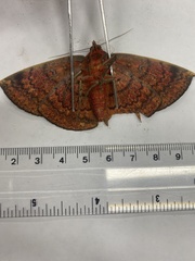 Hypopyra ossigeroides
