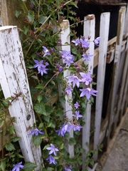 Campanula poscharskyana