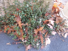 Lobelia angulata